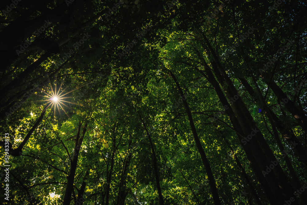 sun shining through trees sun shining through trees