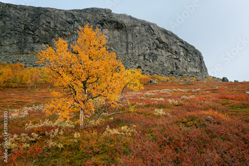 Small birch forest in autumn colors with a rock cliff in the background on a cloudy day. Hiking in remote arctic wilderness of Stora Sjoffalet National Park, Sweden. photo