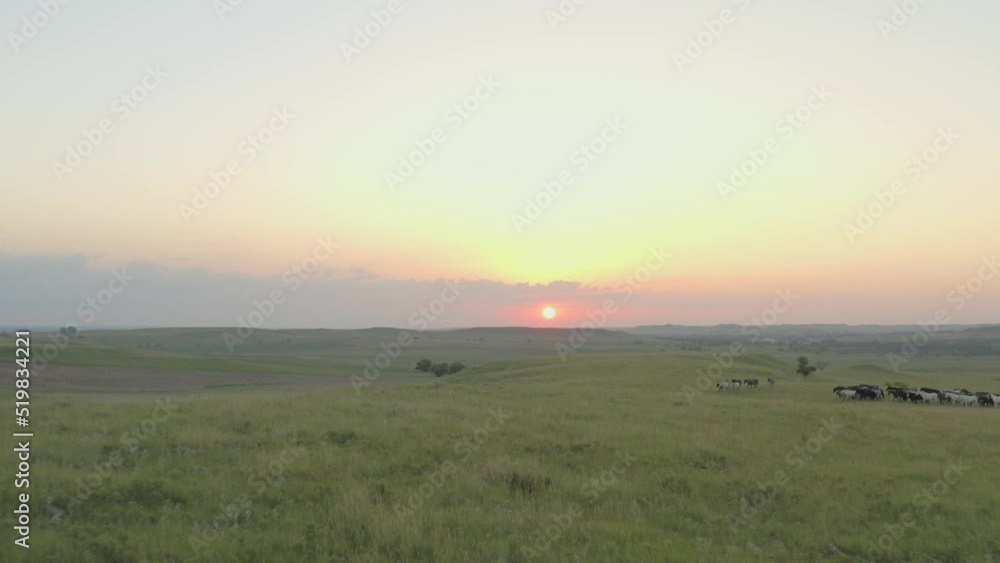 Drone video of stunning sunset overseeing a green pasture with roaming and grazing horses Drone video of stunning sunset overseeing a green pasture with roaming and grazing horses