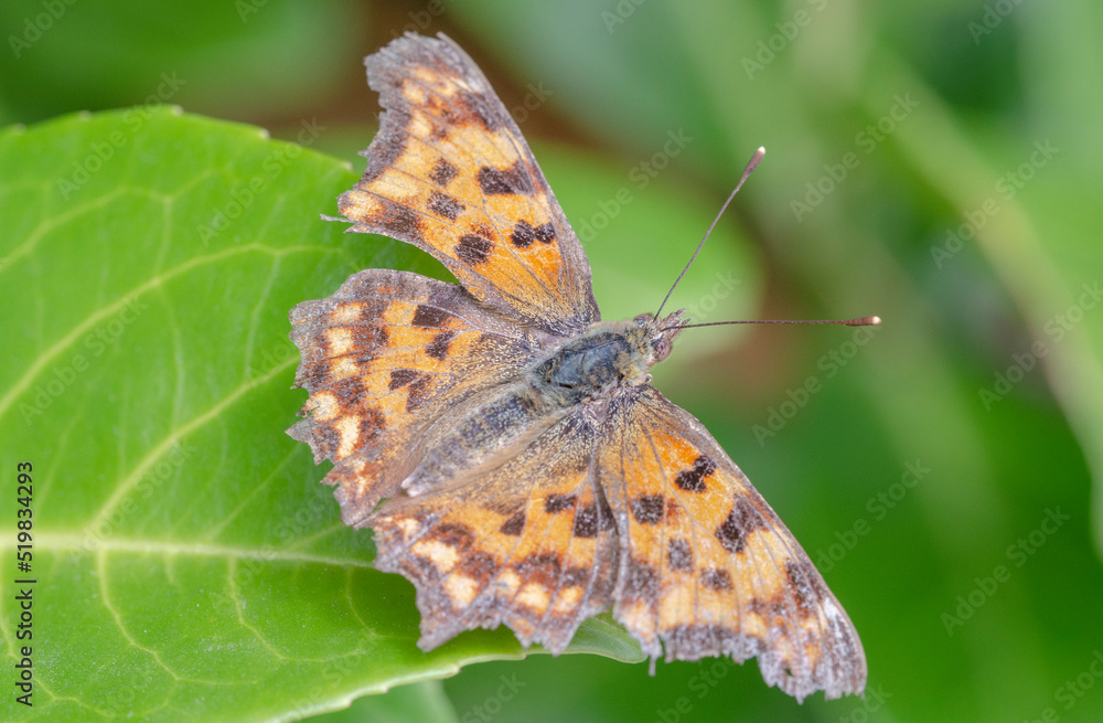 Obraz premium C moths inhabit a variety of habitats, including forest paths and edges and bushes. They prefer temperate to slightly damp locations.