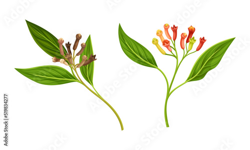 Clove Tree Branch with Ripe Aromatic Flower Bud Vector Set