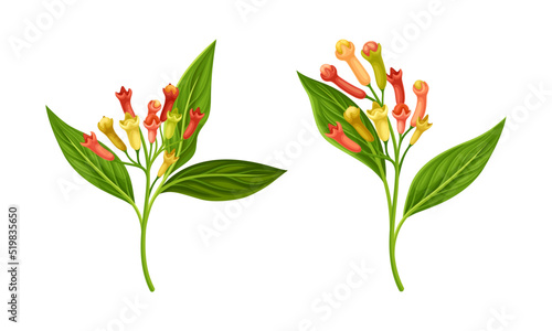 Clove Tree Branch with Ripe Aromatic Flower Bud Vector Set