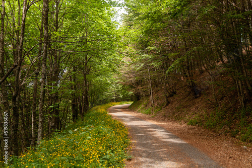 road in the forest of Terminillo in Rieti, Italy
