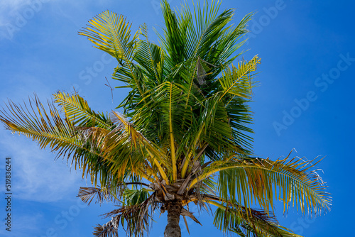 Top of the palm with a beautiful blue sky in the background. Bali, Indonesia