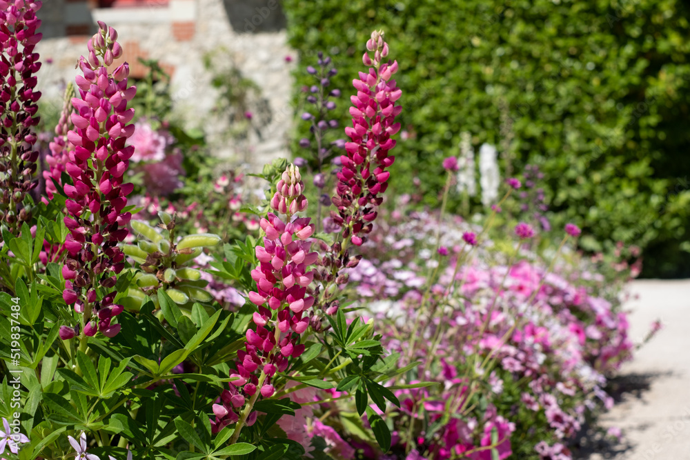 The stunning garden at Chateau de Chaumont in the Loire Valley, France, with a wide array of pink flowers. Photographed in the heatwave in summer 2022. The stunning garden at Chateau de Chaumont in the Loire Valley, France, with a wide array of pink flowers. Photographed in the heatwave in summer 2022.