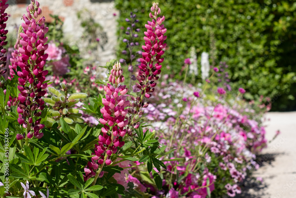 Obraz premium The stunning garden at Chateau de Chaumont in the Loire Valley, France, with a wide array of pink flowers. Photographed in the heatwave in summer 2022.