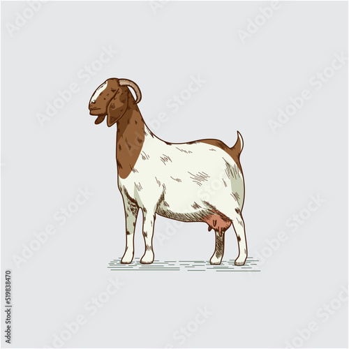 Illustration of a goat