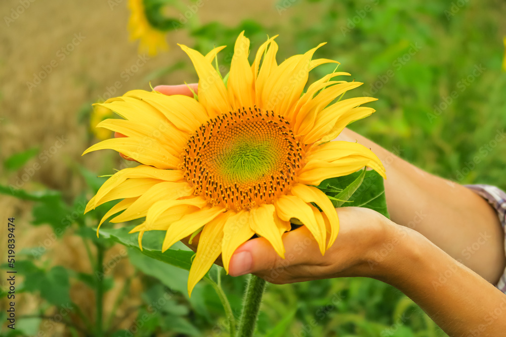 Fototapeta premium a woman holds a young ripening sunflower in her palms. sunflower cultivation concept