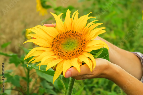 a woman holds a young ripening sunflower in her palms. sunflower cultivation concept