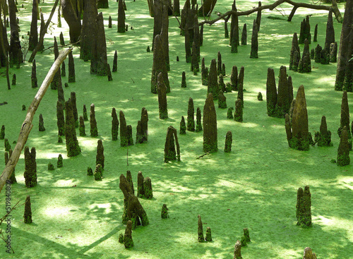 Photography Cypress Swamp at Hart Springs Florida