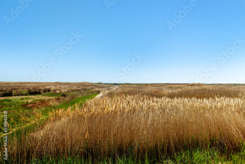 Landscape of the coastal zone with spiked grass on a cloudless day © Маргарита Вайс