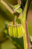 Close-up of the fruit of a Cape gooseberry