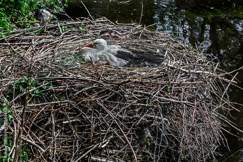 White stork on the nest. Latin name - Ciconia ciconia