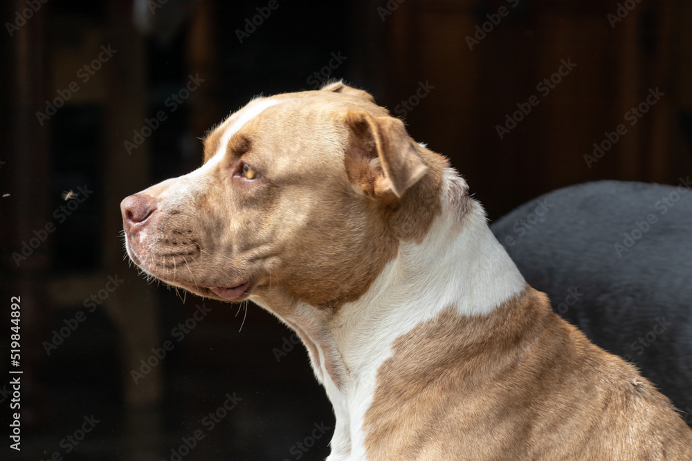Perro pitbull Perro pitbull