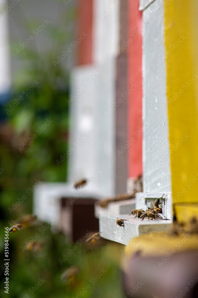 Honeybees enter and exit the bee hive Honeybees enter and exit the bee hive