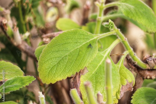 Wallpaper Mural Boldo is a medicinal plant widely used as a home remedy.	 Torontodigital.ca