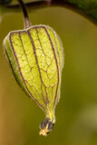 Close-up of the fruit of a Cape gooseberry