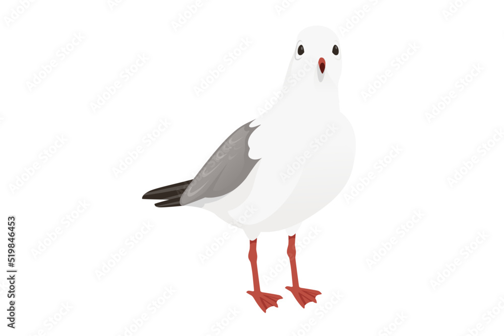 Fototapeta premium Cartoon style seagull bird vector animal design illustration on white background
