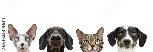 Foto Banner cat and dog looking. Isolated on white background
