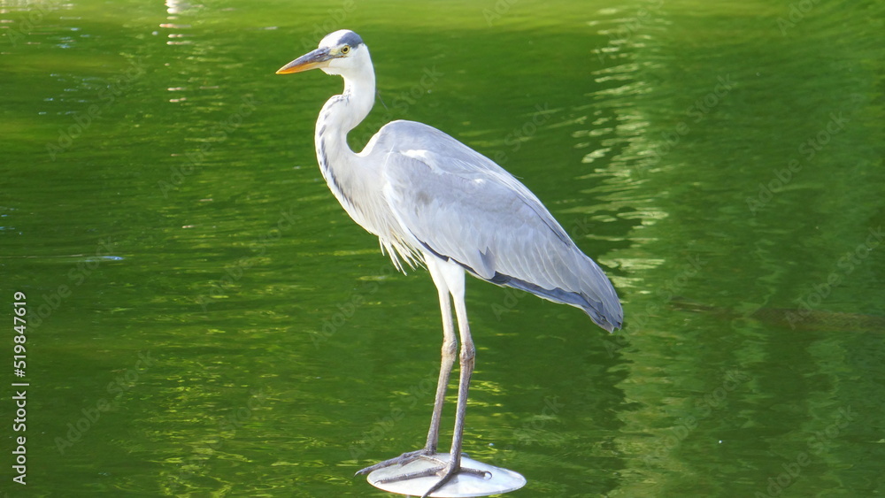 Fototapeta premium Graureiher in einem Teich