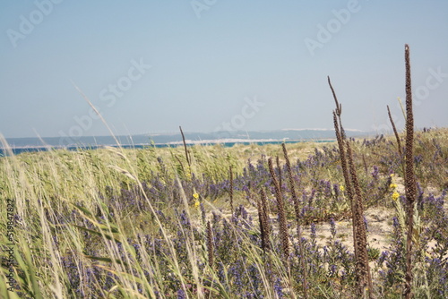 Flores en la playa