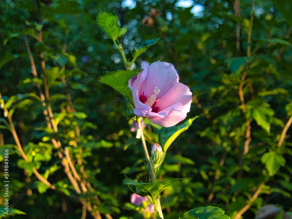 Pink Hibiscus Tree in Gardner Kansas