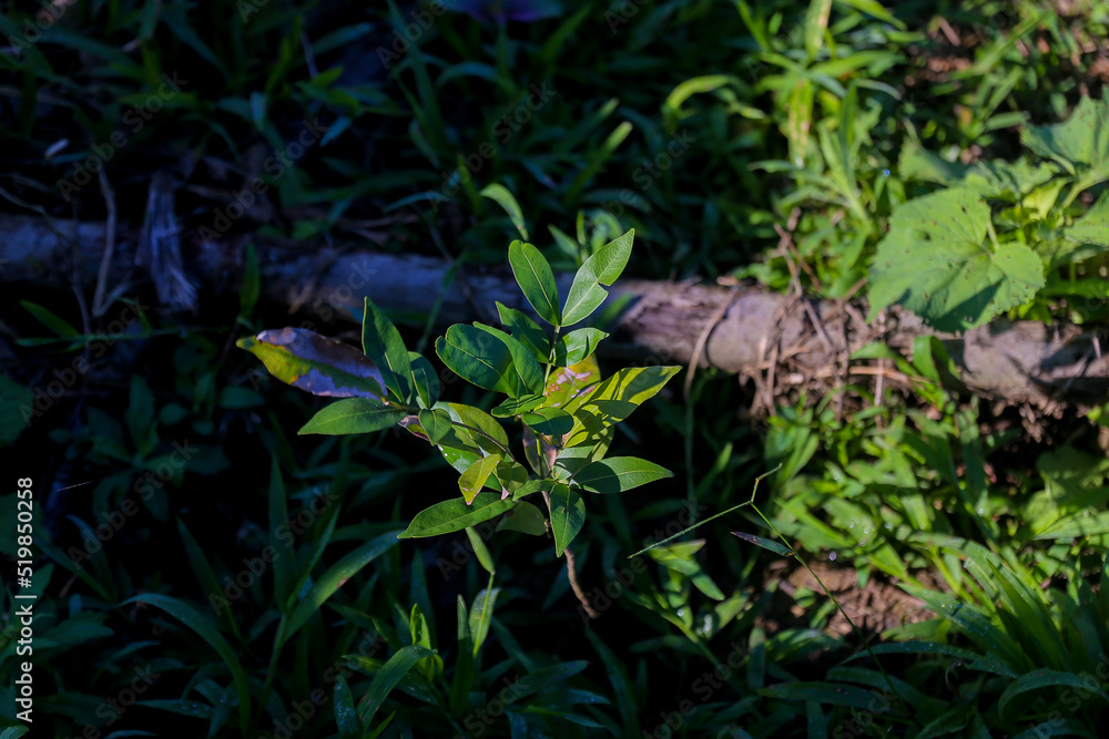 Obraz premium water in the forest