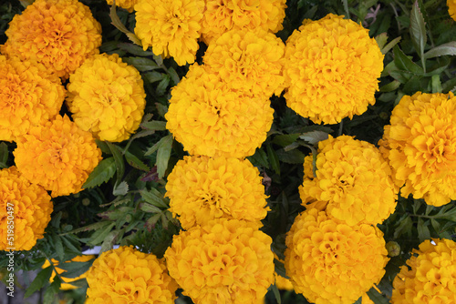Blooming tagetes flowers top view photo