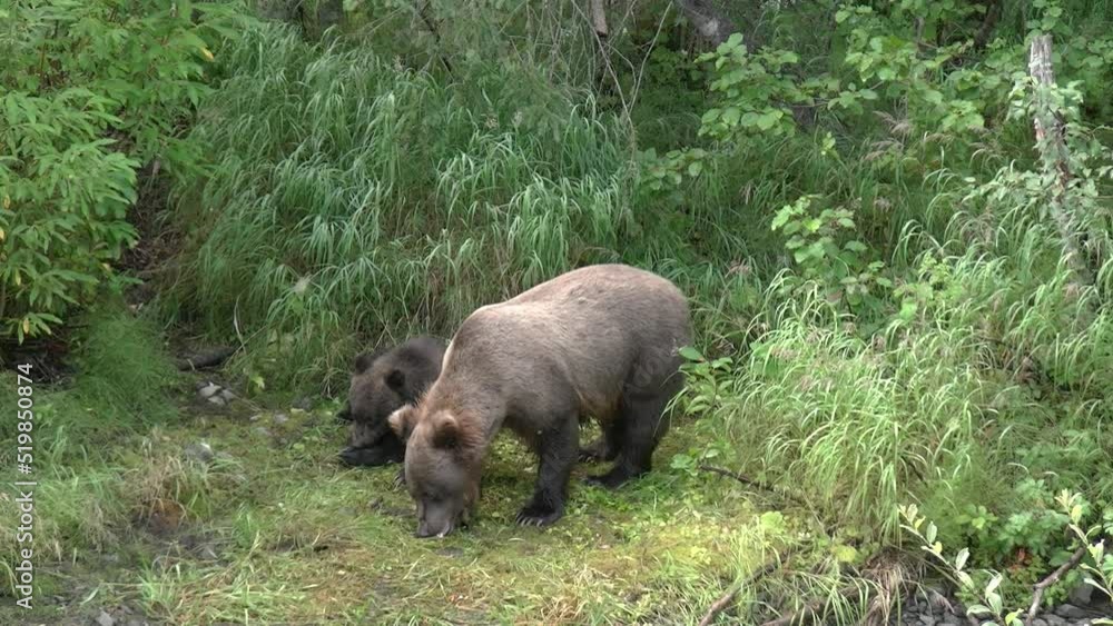 Brown bear mother and cub eats in the woods, Alaska
North America Wildlife and Nature, Alaska,2022
