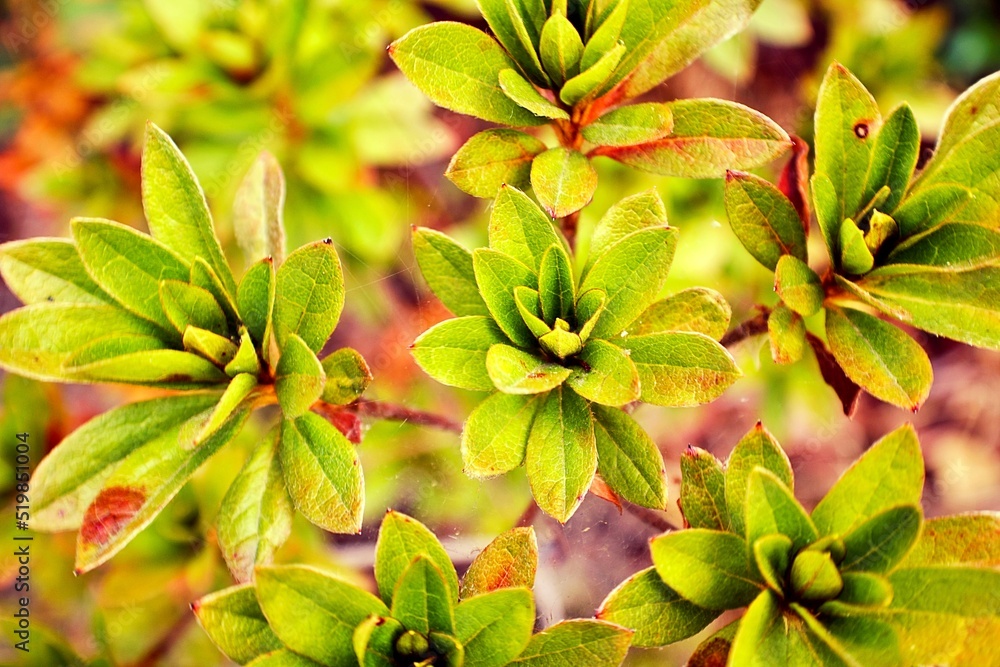 Fototapeta premium Nature 