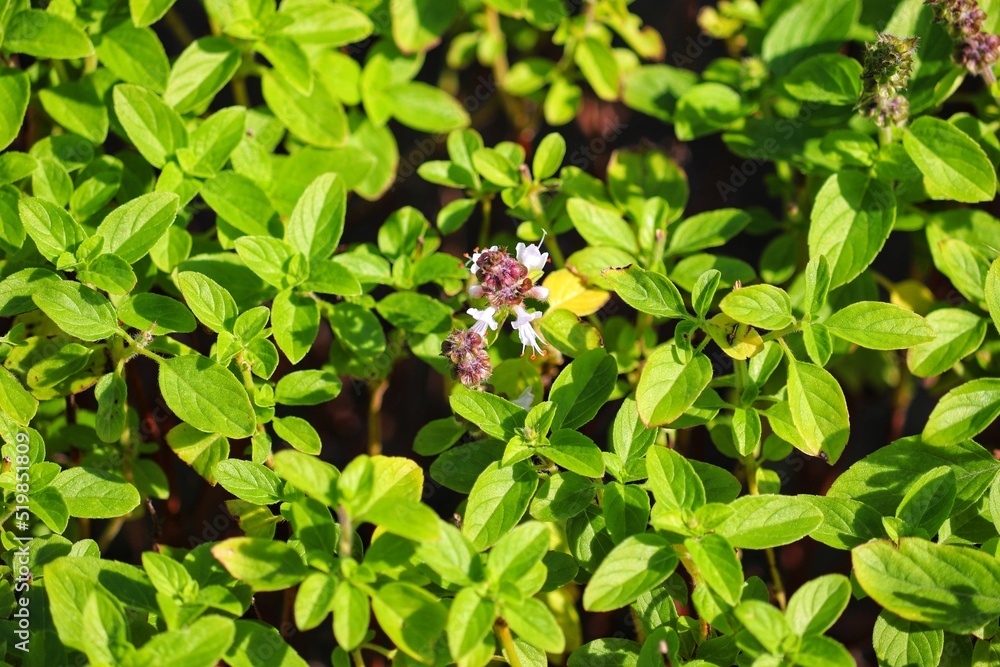Photograph of a beautiful basil in the garden.