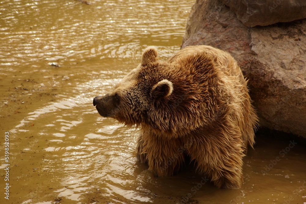 grizzly Stock Photo Adobe Stock