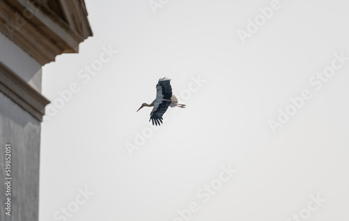 stork flying © rsimona
