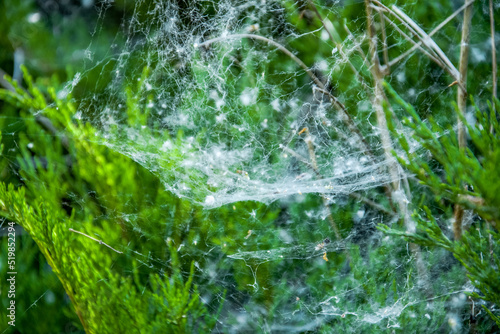 The spider sits on a web on a green bush