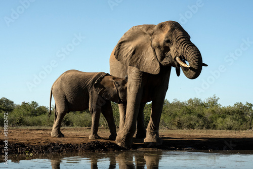 African elephants (Loxodonta africana) at waterhole in Mashatu; Botswana; Africa