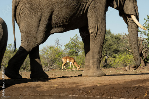 Photography African elephants (Loxodonta africana) at waterhole in Mashatu;  Botswana;  Afri