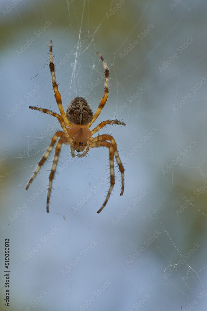 A spider with cross on the back sitting in its web