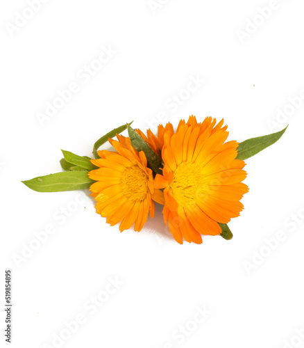 set of yellow small flowers on a white background.  design element for printing clothes, dishes, toys, textiles.