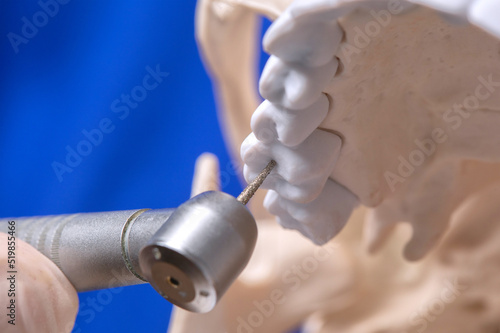 Wallpaper Mural Treatment of toothache. Doctor dentist holds a plastic human skull and treats teeth. Torontodigital.ca