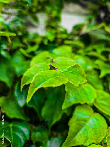 Wallpaper Mural green leaves  Torontodigital.ca