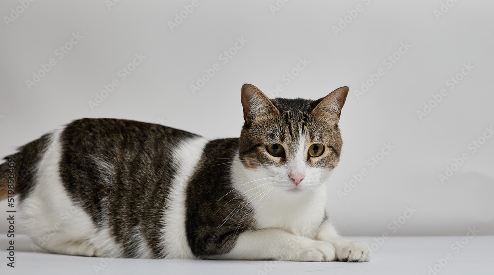CAT PLAYING IN WHITE BACKGROUND