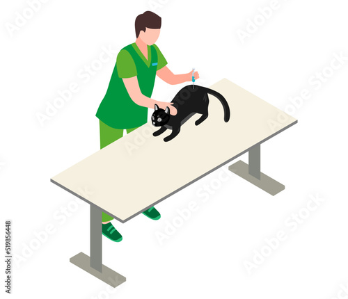veterinarian gives an injection to a black cat that fell ill, isolated