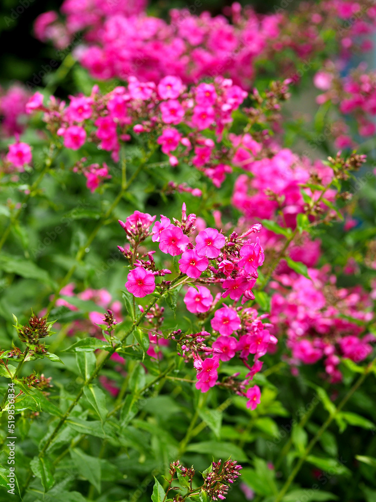 Flowering of many crimson phlox Flowering of many crimson phlox