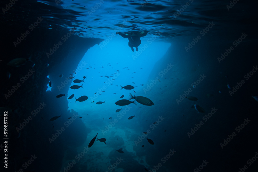 underwater image with crystal clear sea and various fish underwater image with crystal clear sea and various fish