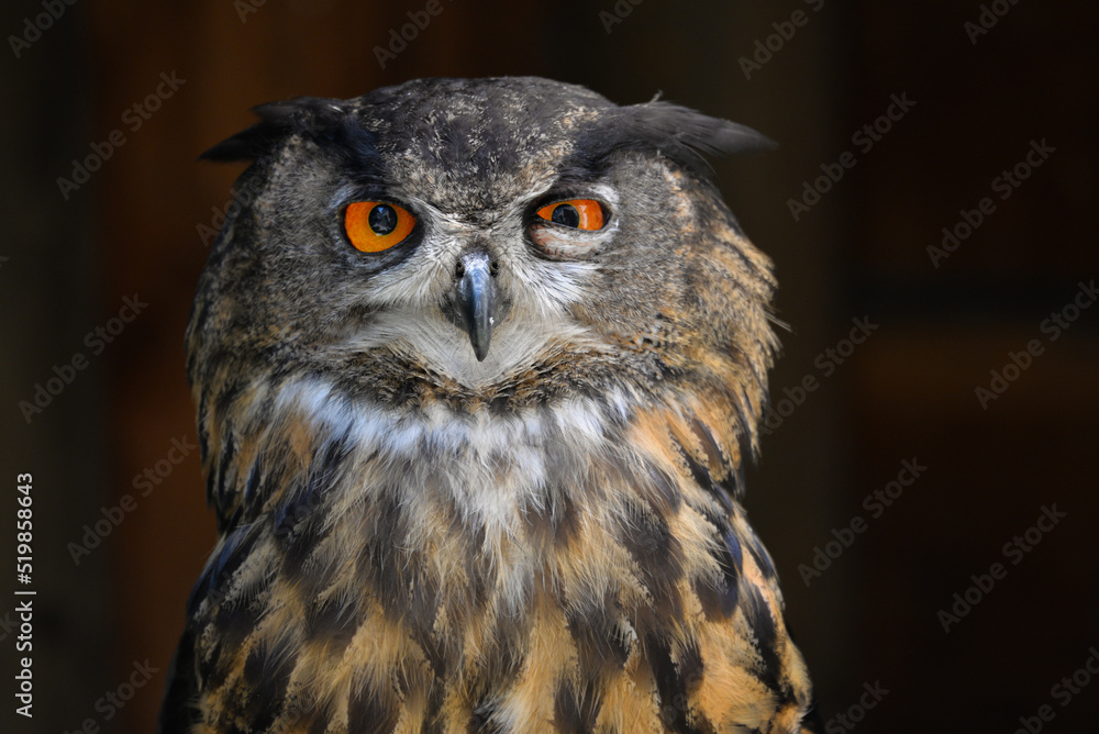 Grumpy owl closeup Grumpy owl closeup