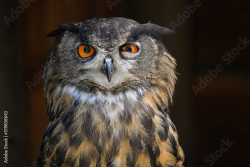 Grumpy owl closeup