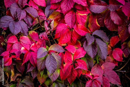 Red and purple leaves on the fence