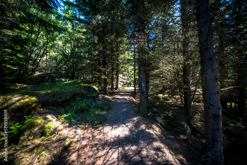 Obraz na płótnie Reykjavík, Iceland - July 4, 2022 Landscape view of Öskjuhlíð, hilltop pine and birch forest with walking paths, picnic spots and panoramic views of Reykjavik. w salonie