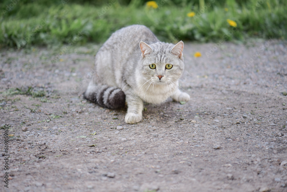 a beautiful domestic gray cat looks away in fright
