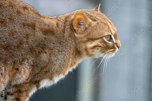 Side profile of rusty-spotted cat the zoo